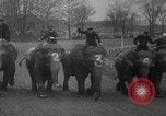 Image of elephant race Columbus Ohio USA, 1935, second 29 stock footage video 65675051628