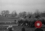 Image of elephant race Columbus Ohio USA, 1935, second 33 stock footage video 65675051628