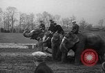 Image of elephant race Columbus Ohio USA, 1935, second 40 stock footage video 65675051628