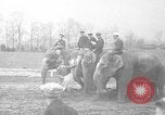 Image of elephant race Columbus Ohio USA, 1935, second 43 stock footage video 65675051628