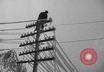 Image of damage from sleet Duluth Minnesota USA, 1935, second 34 stock footage video 65675051631