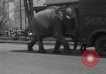 Image of Seils-Sterling Circus animal auditions Mount Vernon Missouri USA, 1935, second 12 stock footage video 65675051633
