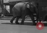 Image of Seils-Sterling Circus animal auditions Mount Vernon Missouri USA, 1935, second 13 stock footage video 65675051633