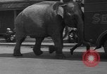 Image of Seils-Sterling Circus animal auditions Mount Vernon Missouri USA, 1935, second 14 stock footage video 65675051633