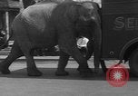 Image of Seils-Sterling Circus animal auditions Mount Vernon Missouri USA, 1935, second 15 stock footage video 65675051633