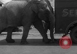 Image of Seils-Sterling Circus animal auditions Mount Vernon Missouri USA, 1935, second 16 stock footage video 65675051633