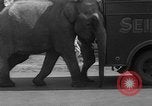 Image of Seils-Sterling Circus animal auditions Mount Vernon Missouri USA, 1935, second 17 stock footage video 65675051633
