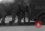 Image of Seils-Sterling Circus animal auditions Mount Vernon Missouri USA, 1935, second 18 stock footage video 65675051633