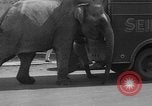 Image of Seils-Sterling Circus animal auditions Mount Vernon Missouri USA, 1935, second 19 stock footage video 65675051633