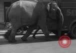 Image of Seils-Sterling Circus animal auditions Mount Vernon Missouri USA, 1935, second 20 stock footage video 65675051633