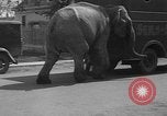Image of Seils-Sterling Circus animal auditions Mount Vernon Missouri USA, 1935, second 22 stock footage video 65675051633