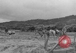 Image of Battle of Okinawa Okinawa Ryukyu Islands, 1945, second 25 stock footage video 65675051672