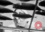Image of Japanese people Japan, 1943, second 22 stock footage video 65675051699