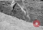 Image of Japanese people Japan, 1943, second 56 stock footage video 65675051699