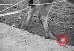 Image of Japanese people Japan, 1943, second 57 stock footage video 65675051699