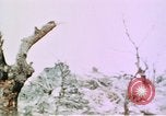 Standbild Schlacht von Okinawa Okinawa Ryukyu Inseln, 1945, aus Sekunde 10 historischem Filmmaterial Videoclip 65675051716