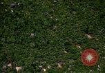 Image of jungle area Vietnam, 1967, second 52 stock footage video 65675051870