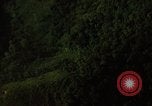 Image of dense foliage Vietnam, 1967, second 40 stock footage video 65675051875