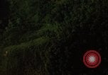 Image of dense foliage Vietnam, 1967, second 41 stock footage video 65675051875