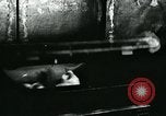 Image of cats New York City USA, 1931, second 7 stock footage video 65675051980