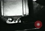 Image of cats New York City USA, 1931, second 8 stock footage video 65675051980