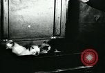 Image of cats New York City USA, 1931, second 9 stock footage video 65675051980