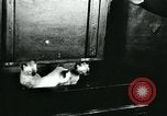 Image of cats New York City USA, 1931, second 10 stock footage video 65675051980