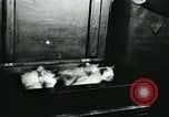Image of cats New York City USA, 1931, second 11 stock footage video 65675051980