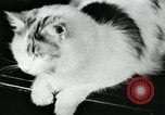 Image of cats New York City USA, 1931, second 12 stock footage video 65675051980