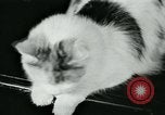 Image of cats New York City USA, 1931, second 13 stock footage video 65675051980