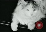 Image of cats New York City USA, 1931, second 14 stock footage video 65675051980