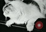 Image of cats New York City USA, 1931, second 15 stock footage video 65675051980