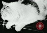 Image of cats New York City USA, 1931, second 16 stock footage video 65675051980