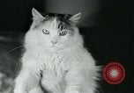 Image of cats New York City USA, 1931, second 17 stock footage video 65675051980
