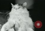 Image of cats New York City USA, 1931, second 18 stock footage video 65675051980