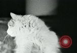 Image of cats New York City USA, 1931, second 19 stock footage video 65675051980