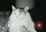 Image of cats New York City USA, 1931, second 20 stock footage video 65675051980