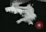 Image of cats New York City USA, 1931, second 23 stock footage video 65675051980