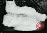 Image of cats New York City USA, 1931, second 28 stock footage video 65675051980
