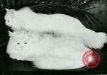 Image of cats New York City USA, 1931, second 29 stock footage video 65675051980