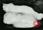Image of cats New York City USA, 1931, second 30 stock footage video 65675051980