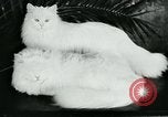 Image of cats New York City USA, 1931, second 31 stock footage video 65675051980