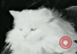 Image of cats New York City USA, 1931, second 32 stock footage video 65675051980