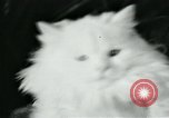 Image of cats New York City USA, 1931, second 33 stock footage video 65675051980