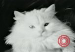 Image of cats New York City USA, 1931, second 34 stock footage video 65675051980