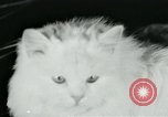 Image of cats New York City USA, 1931, second 35 stock footage video 65675051980