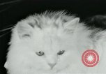 Image of cats New York City USA, 1931, second 36 stock footage video 65675051980