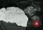 Image of cats New York City USA, 1931, second 37 stock footage video 65675051980