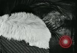 Image of cats New York City USA, 1931, second 38 stock footage video 65675051980