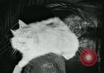 Image of cats New York City USA, 1931, second 39 stock footage video 65675051980